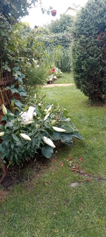 Sprzedam działkę ogrodniczą
