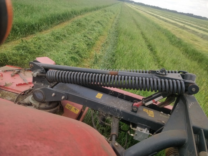 Bele sianokiszoni lucerny dla krow mlecznych