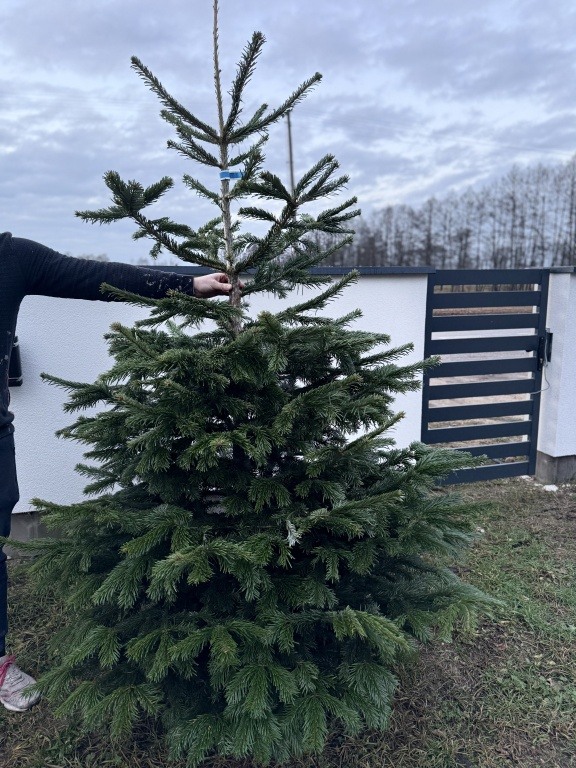 Sprzedam choinki świąteczne - jodła kaukaska