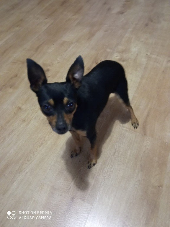 Oddam pieska w dobre ręce