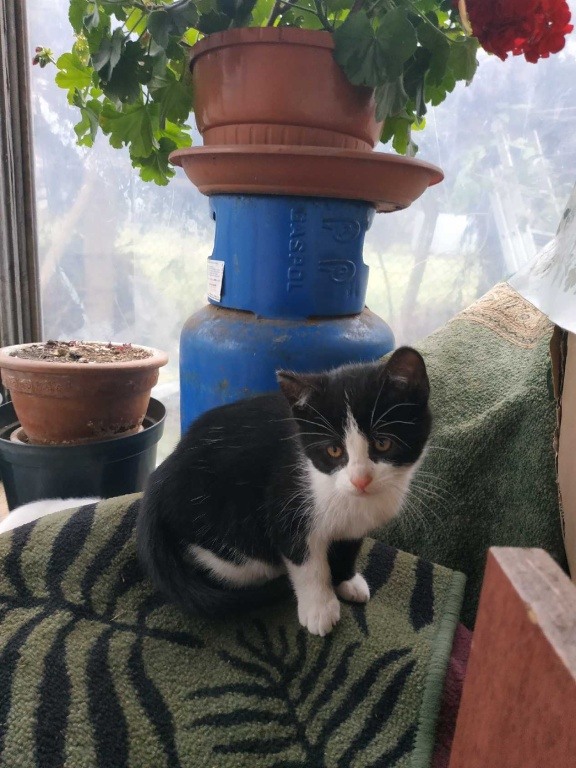 Koty potrzebują ciepłego kąta