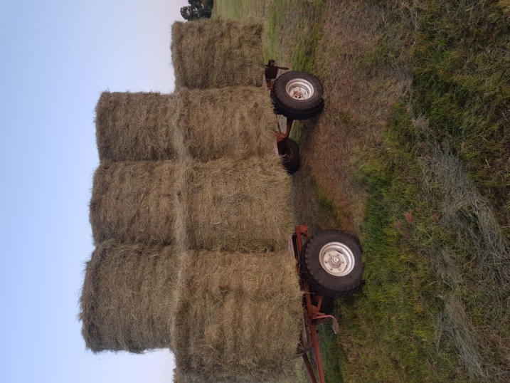 Siano w belach tego roczne