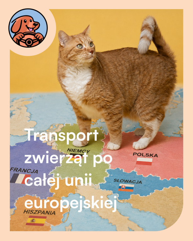 Profesjonalny transport zwierząt na terenie całej Polski i UE