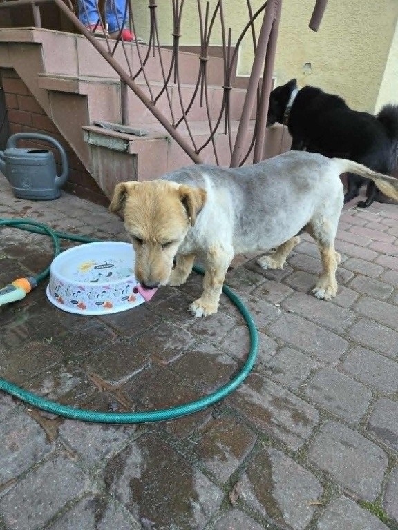 Znaleziona pies suczka typu border terrier - osiedle Kwiatowe