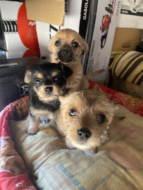 Dwie suczki szukaja domu.