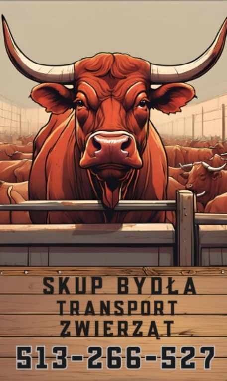 Skup Bydła / Transport Zwierząt