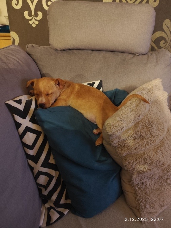 Oddam za darmo szczeniaczka