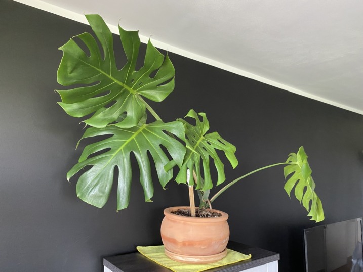 Monstera Deliciosa Big Form
