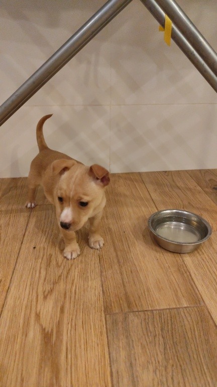 Oddam za darmo szczeniaczka