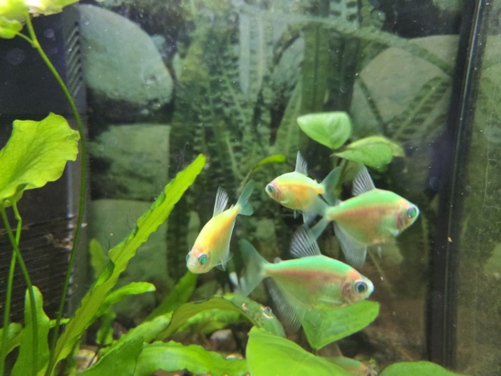 Rybki Tetra Color