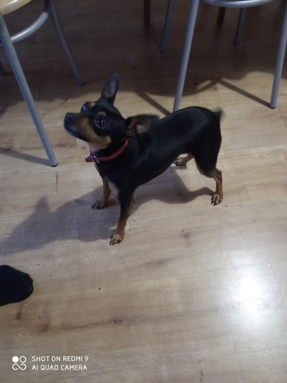 Oddam pieska w dobre ręce