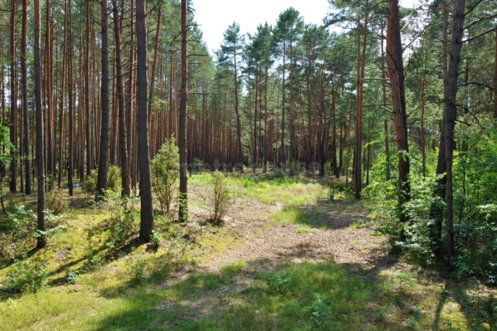 3,12 ha z pozwoleniem na budowę domu