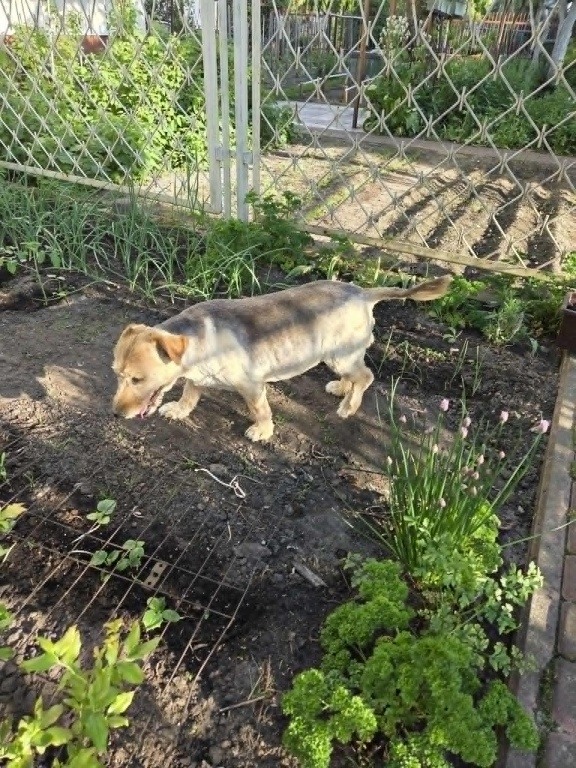 Znaleziona pies suczka typu border terrier - osiedle Kwiatowe
