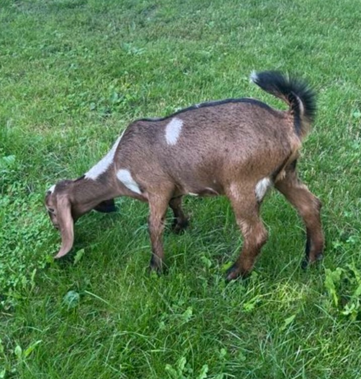 Sprzedam kozy Anglonubijskie