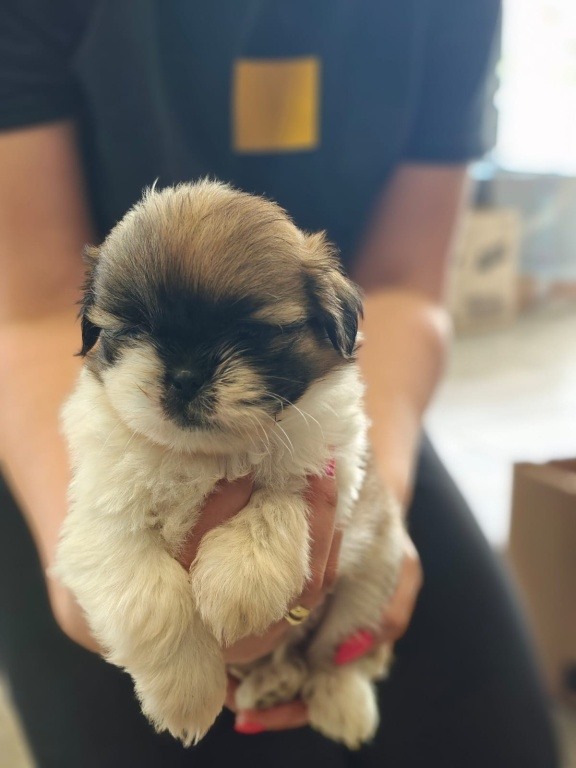 Shihtzu