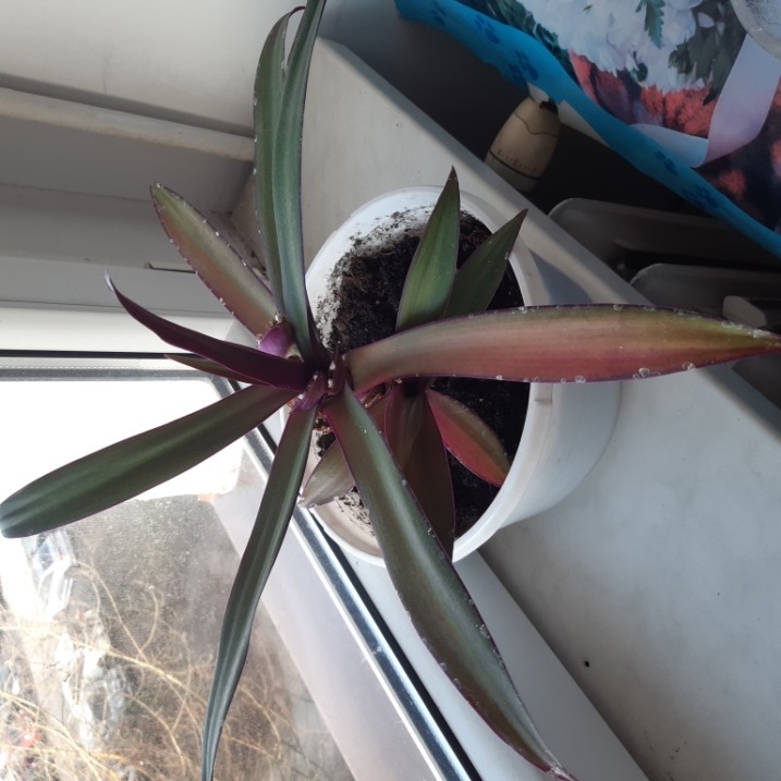 Kwiatek Trzykrotka purpurowa