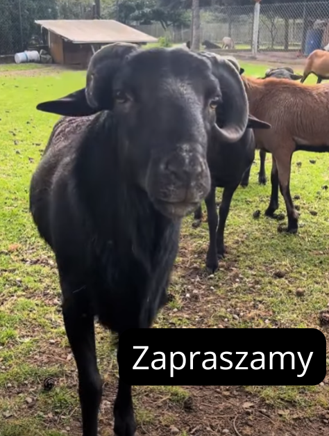 Szukasz noclegu dla pracowników w dobrej lokalizacji? Komfort i pełne wyposażenie.