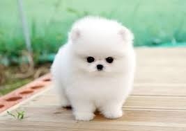 Przepiękne szczenięta pomeraniana (odmiana miniaturowa)