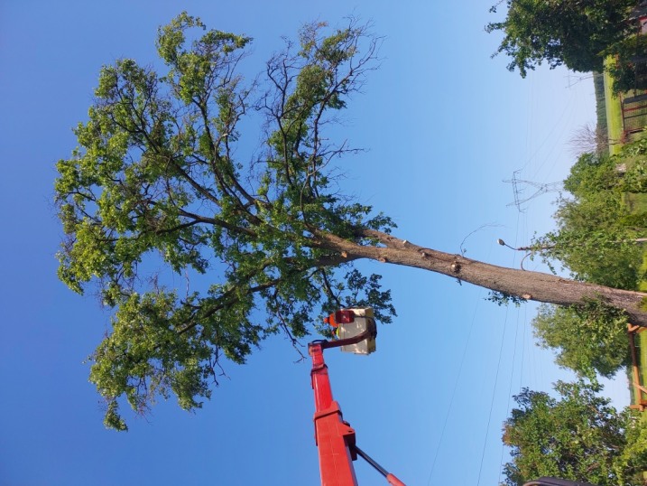 WYCINKA DRZEW Z PODNOŚNIKA, ALPINISTYKA, PRACE PORZĄDKOWE