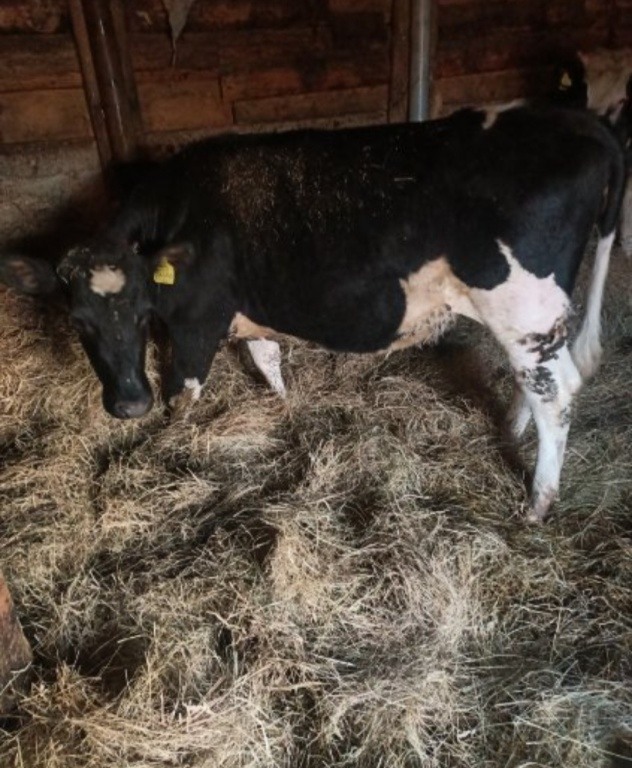 JAŁÓWKI POD ZACIELENIE