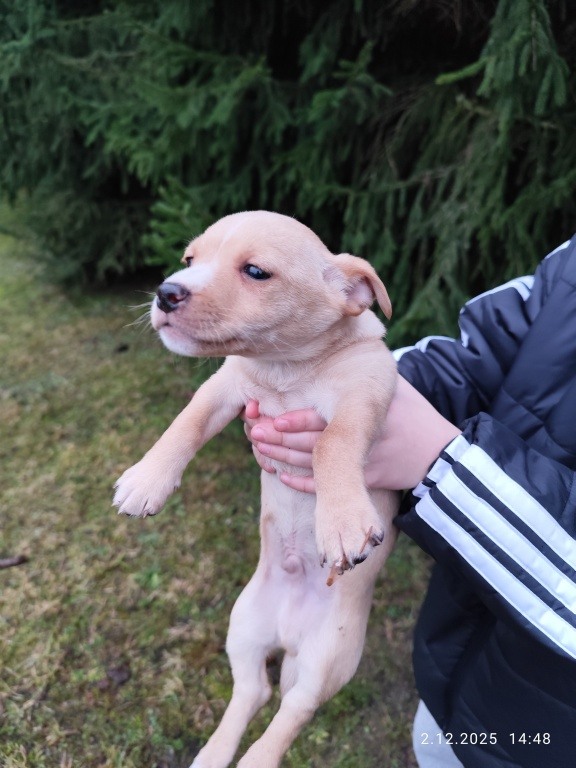 Oddam za darmo szczeniaczka