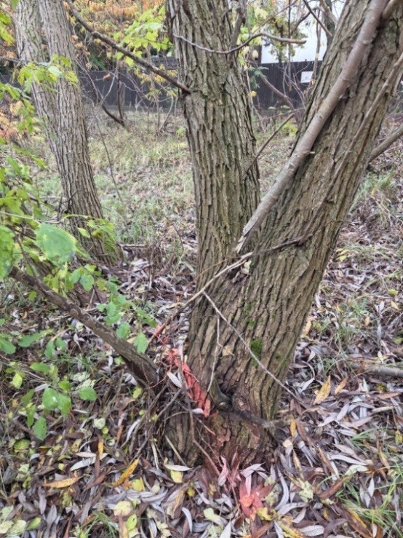 Oddam drewno na opał za wycinkę - Ostrołęka