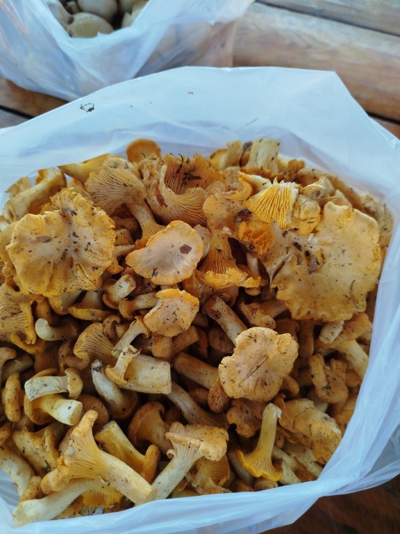 Kurki 25 zł za kg