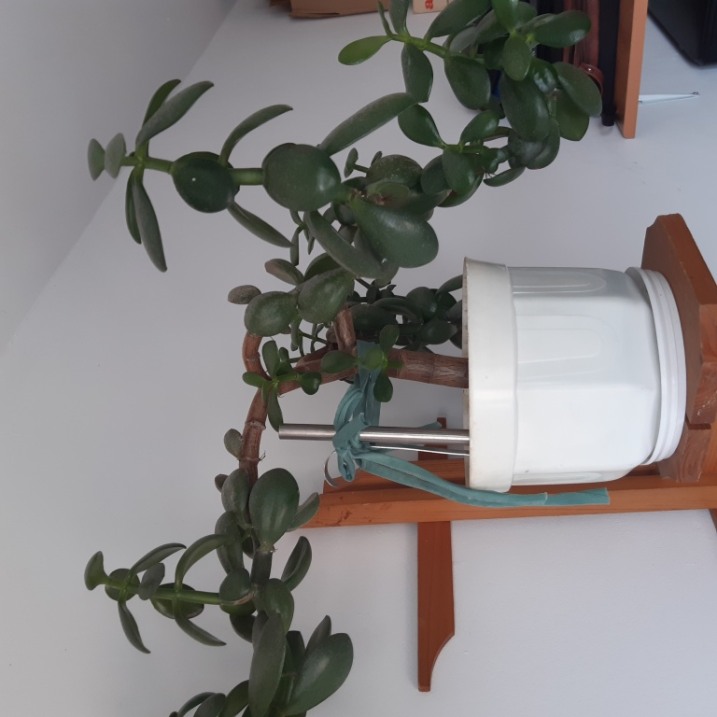 Drzewko szczęścia lub Grubosz pospolity lub Crassula ovata, jak kto woli.