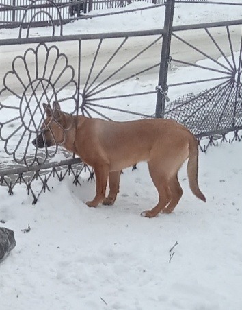 Owczarek belgijski malinos, mieszaniec