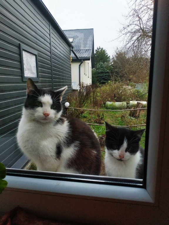 Koty potrzebują ciepłego kąta