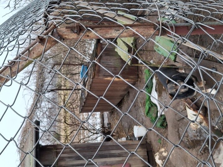 Oddam stary gołębnik