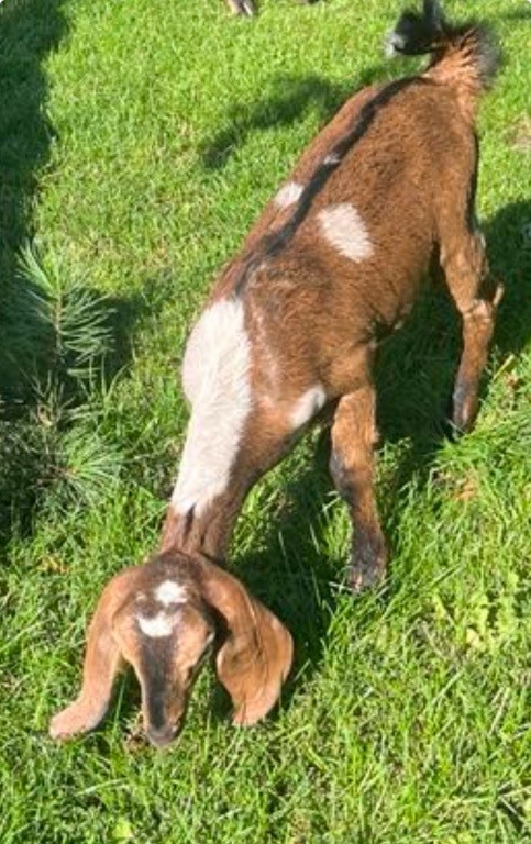 Sprzedam kozy Anglonubijskie