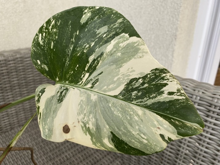 Monstera Deliciosa Variegata