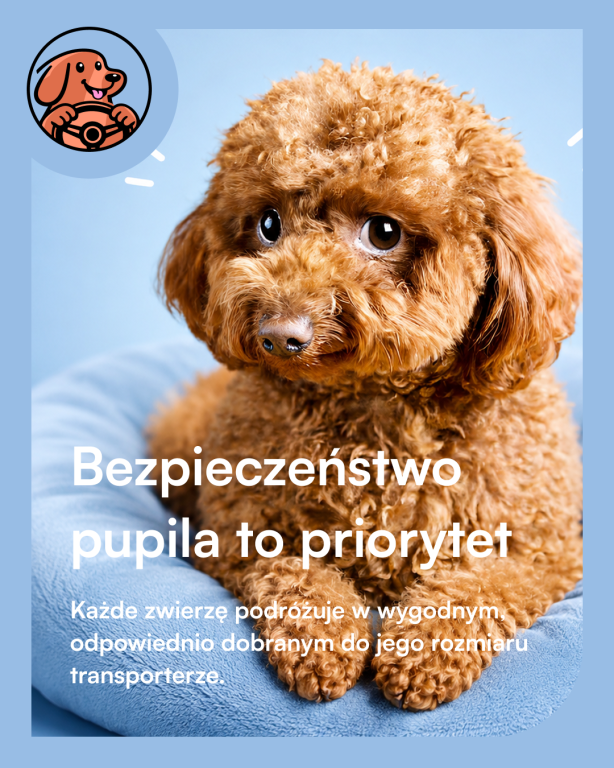 Profesjonalny transport zwierząt na terenie całej Polski i UE