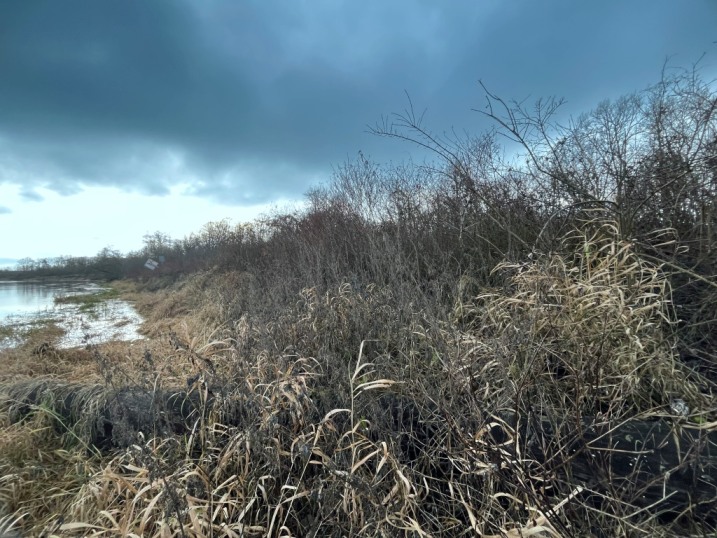 Kordowo  działka leśna 0.34 z dostępem do Narwi