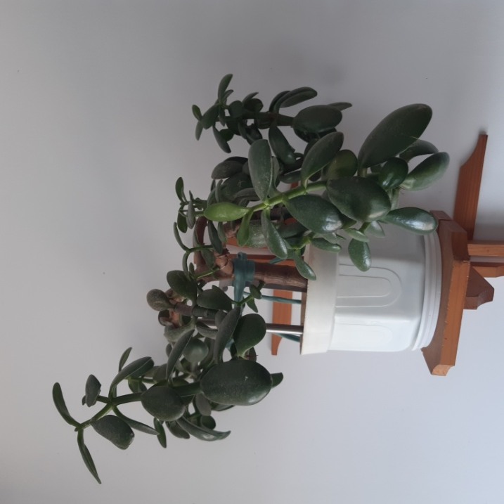 Drzewko szczęścia lub Grubosz pospolity lub Crassula ovata, jak kto woli.