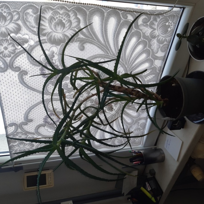 Aloes drzewiasty duży