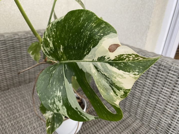 Monstera Deliciosa Variegata