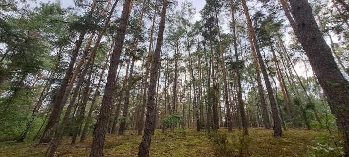 Sprzedam las 5,63 ha w Przytułach Starych