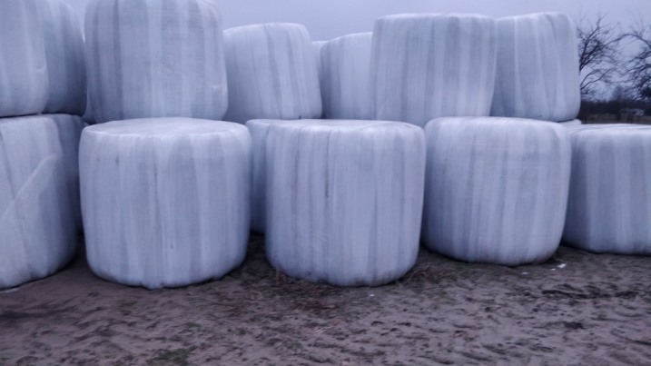 Bele sianokiszonki luceny Łyse