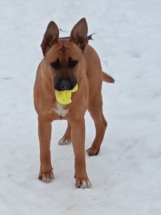 Owczarek belgijski malinos, mieszaniec