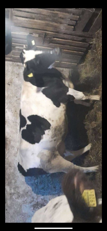 Sprzedam jałówkę wysokocielną