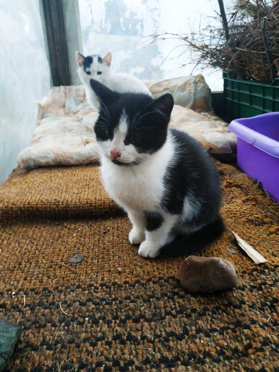 Koty potrzebują ciepłego kąta