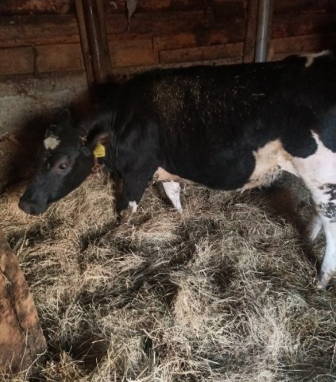 JAŁÓWKI POD ZACIELENIE