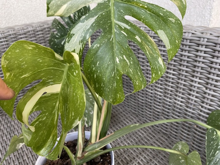 Monstera Thai Constellation