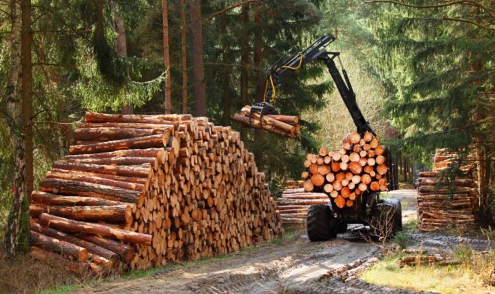 Pozyskanie drewna w lasach prywatnych - zarób na drewnie