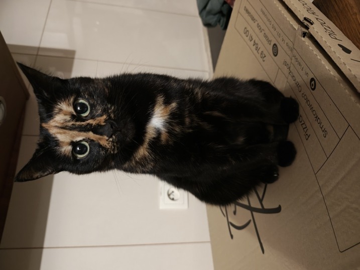 Zaginęła Kotka nagroda 4000 zł