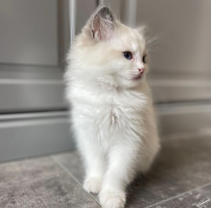 Kocięta Ragdoll do adopcji