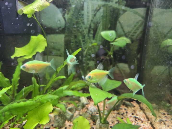 Rybki Tetra Color