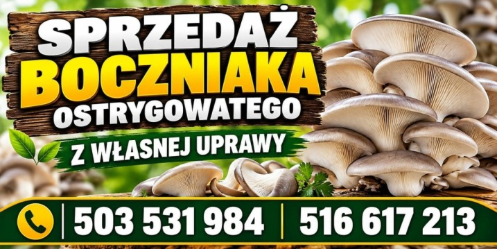 Boczniaki